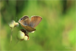 <p>MODRÁSEK CIZOKRAJNÝ (Lampides boeticus) Řecko - Kréta ---- /Long-tailed blue - Großer Wanderbläuling/</p>